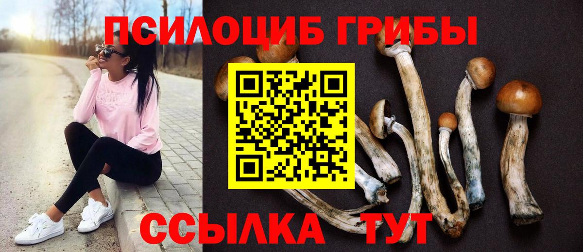 Советск  Псилоцибиновые грибы MAGIC MUSHROOMS  купить закладку  Вход с VPN 